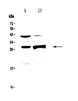 Granzyme B/Gzmb Rabbit Polyclonal Antibody