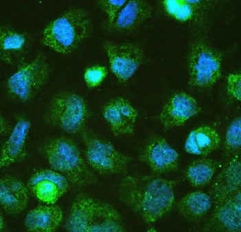DGCR8 Rabbit Polyclonal Antibody