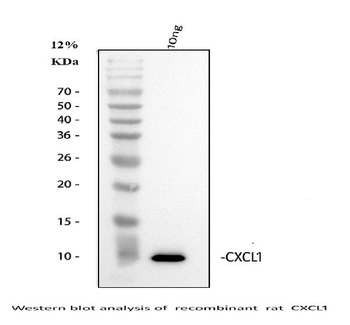 GRO alpha/Cxcl1 Antibody