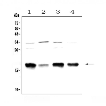 Galanin Rabbit Polyclonal Antibody