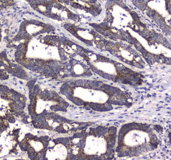 MRE11/MRE11 Antibody