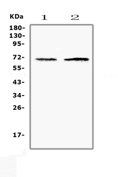 CLPX Rabbit Polyclonal Antibody
