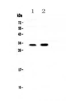 Connexin 32/GJB1 Rabbit Polyclonal Antibody