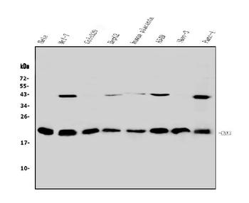 HP1 gamma/CBX3 Antibody