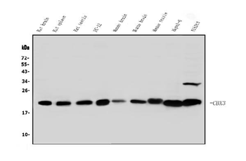 HP1 gamma/CBX3 Antibody