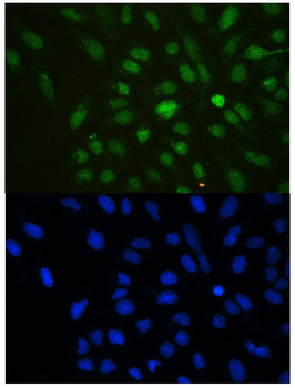 HP1 gamma/CBX3 Antibody