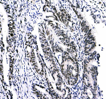 HP1 gamma/CBX3 Antibody
