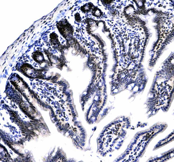 HP1 gamma/CBX3 Antibody