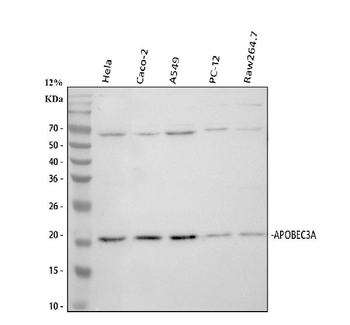 PHO1/APOBEC3A Rabbit Polyclonal Antibody