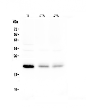 BNIP3 Rabbit Polyclonal Antibody
