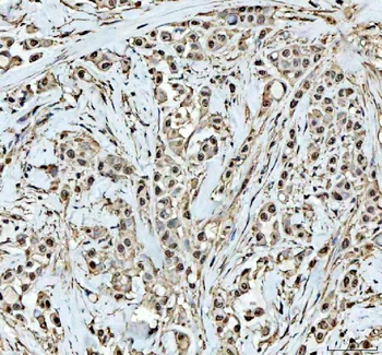 DCK Rabbit Polyclonal Antibody