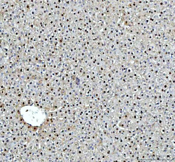 DCK Rabbit Polyclonal Antibody