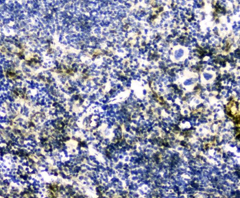 GLO1 Antibody