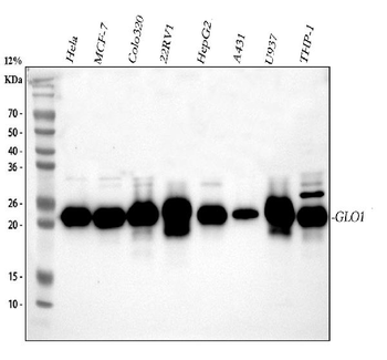 GLO1 Antibody