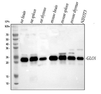 GLO1 Antibody