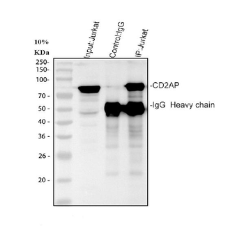 CD2AP Antibody