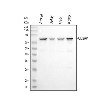 CD2AP Antibody