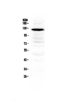 NMDAR1/GRIN1 Rabbit Polyclonal Antibody