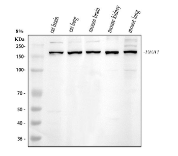 EEA1 Rabbit Polyclonal Antibody