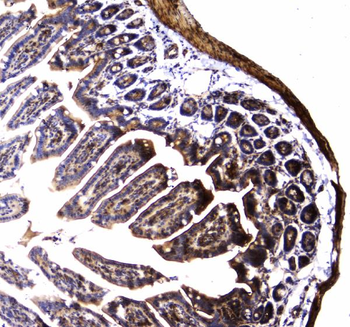 Dynamin 1/DNM1 Antibody
