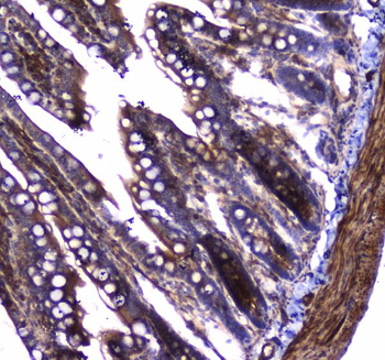 Dynamin 1/DNM1 Antibody
