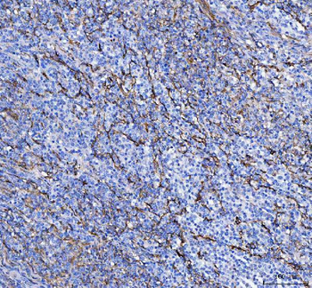 S100A10 Antibody