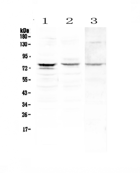 PLK2 Rabbit Polyclonal Antibody
