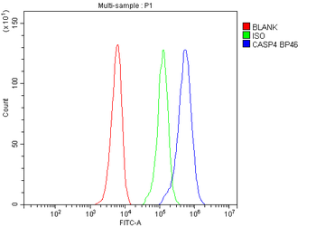 Caspase 4/CASP4 Rabbit Polyclonal Antibody