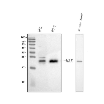 MAX Rabbit Polyclonal Antibody