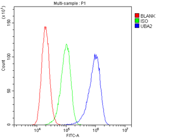 SAE2/UBA2 Antibody