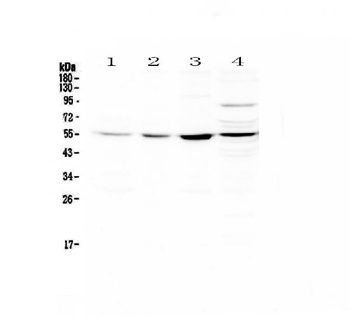 ICAM2 Rabbit Polyclonal Antibody