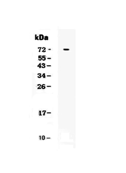 CRLF2 Antibody
