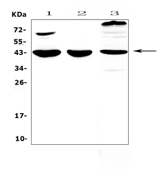 IL18 binding protein/Il18bp Antibody