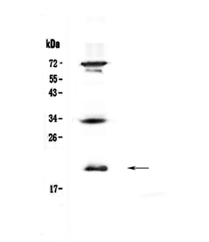 IL17B Antibody
