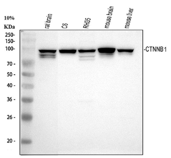 beta Catenin/CTNNB1 Antibody