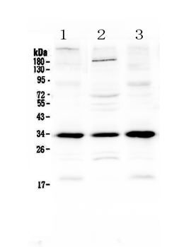 MyD88 Rabbit Polyclonal Antibody