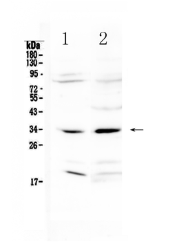 MyD88 Rabbit Polyclonal Antibody