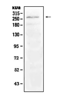 Notch1 Rabbit Polyclonal Antibody