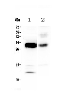IL33 Rabbit Polyclonal Antibody
