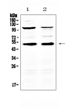 CD14 Rabbit Polyclonal Antibody
