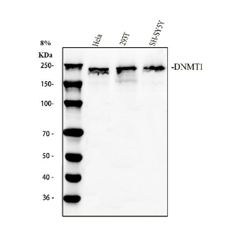 Dnmt1 Rabbit Polyclonal Antibody