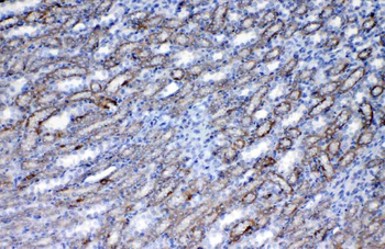 Flt3/CD135 Antibody