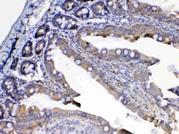 Flt3/CD135 Antibody