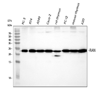 Ran Antibody