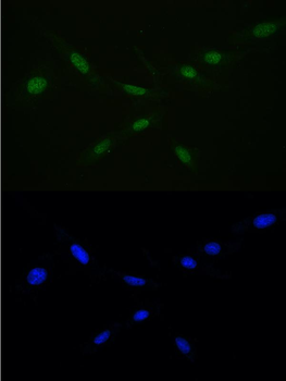 Ran Antibody