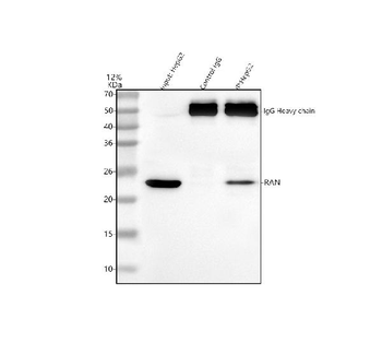 Ran Antibody