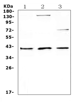 CD47 Rabbit Polyclonal Antibody