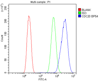 Cdc20 Antibody