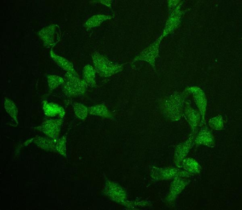 Cdc20 Antibody
