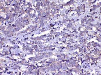 Cdc20 Antibody